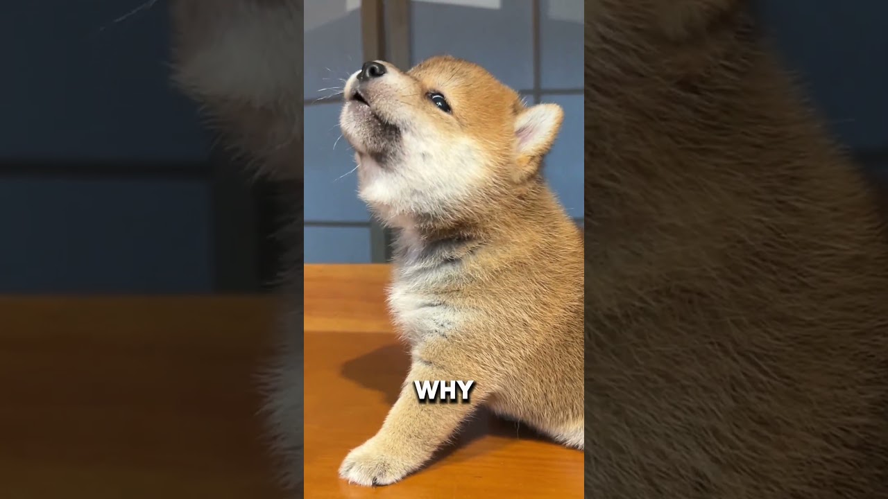 Sad shiba 🥲