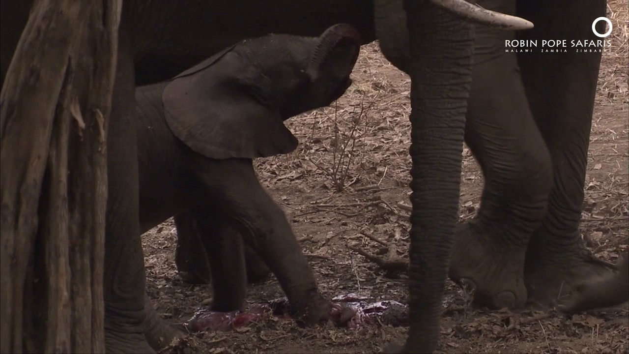 Safari Diaries: Birth of a Giant