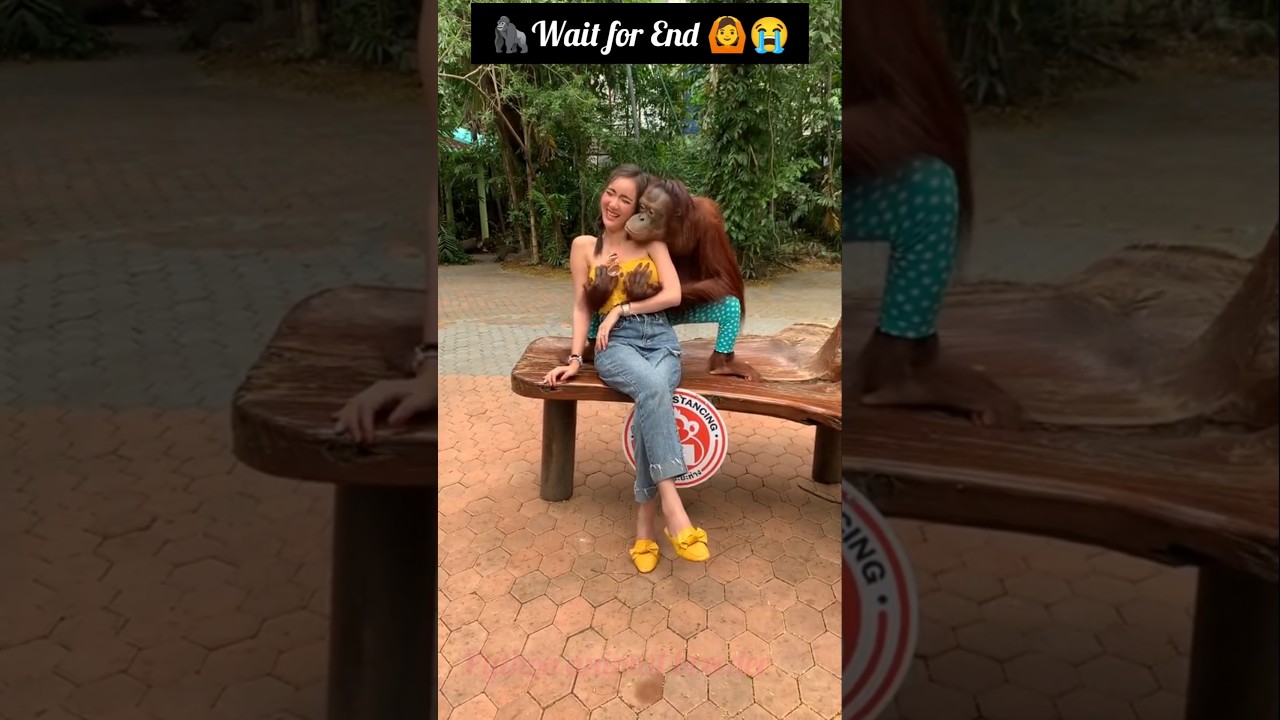 Safari world bangkok monkey show | orangutan with girl | bangkok monkey | safari world bangkok