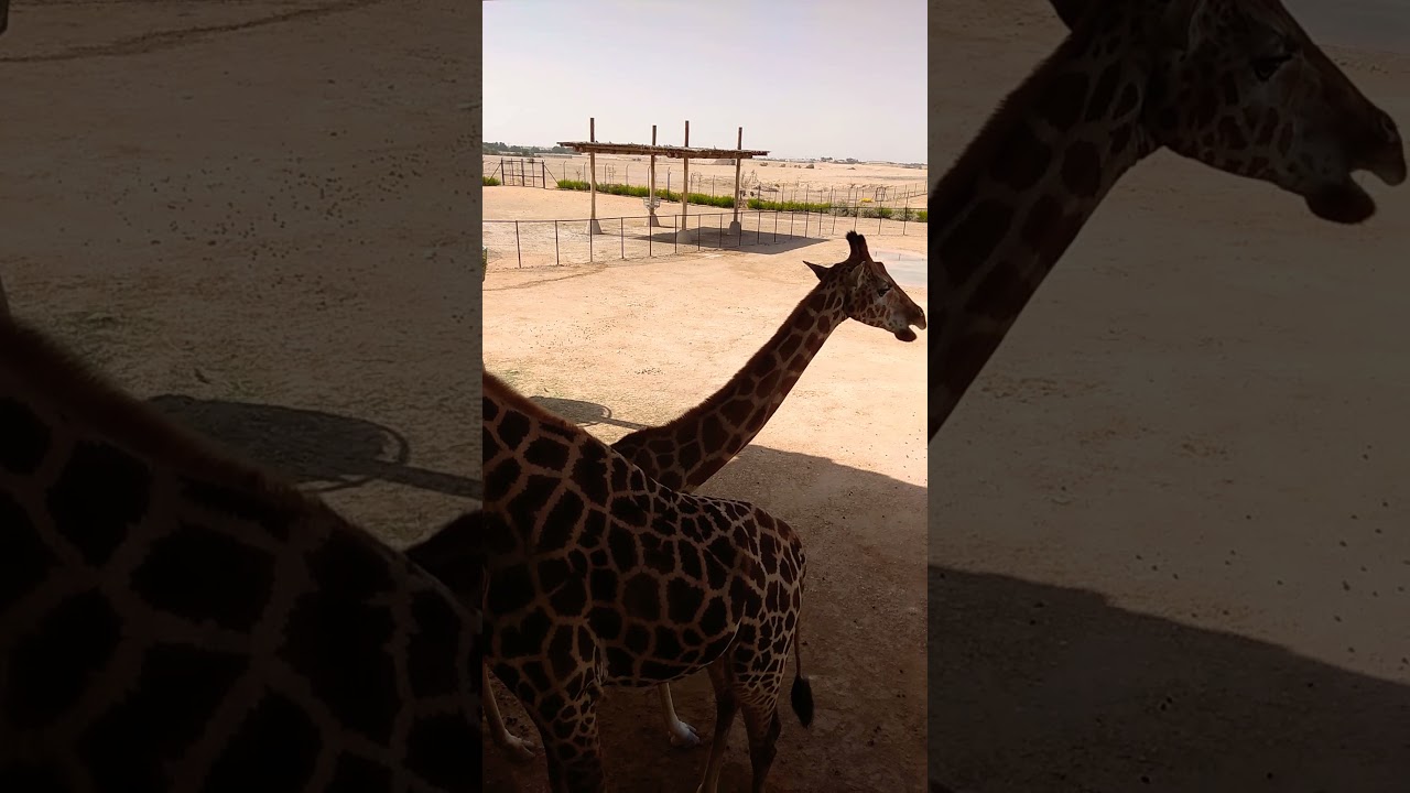 Safari Zurafe.