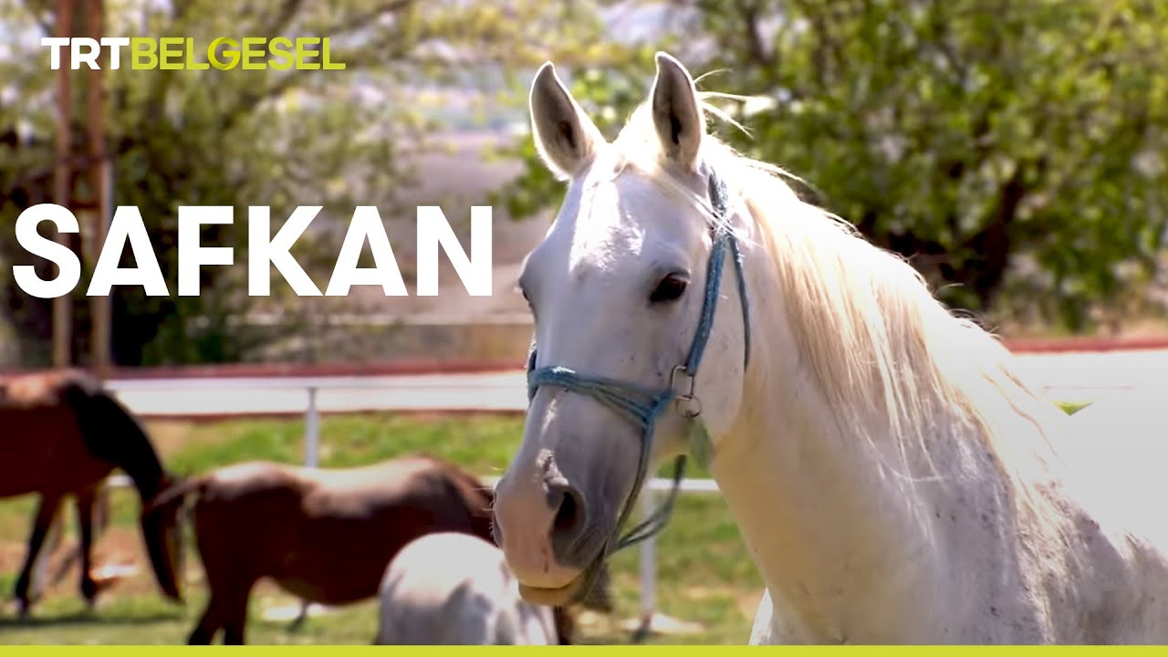 Safkan Belgeseli