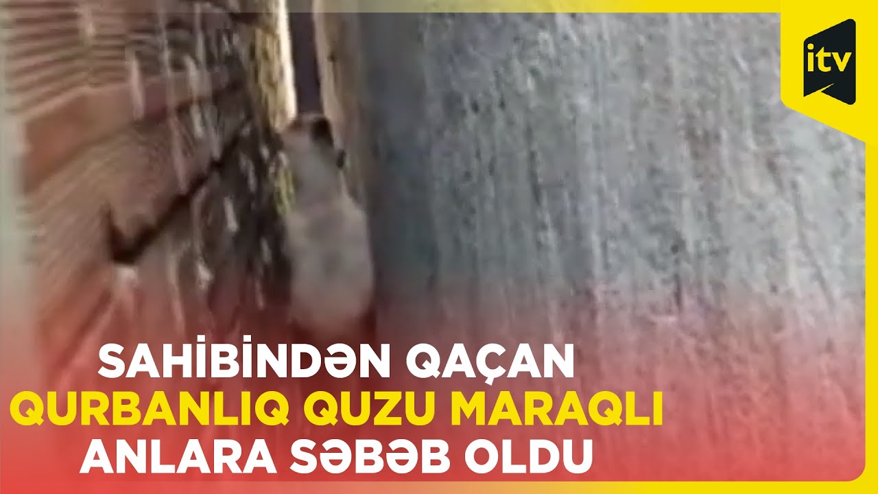 Sahibindən qaçan qurbanlıq quzu iki divar arasında ilişdi