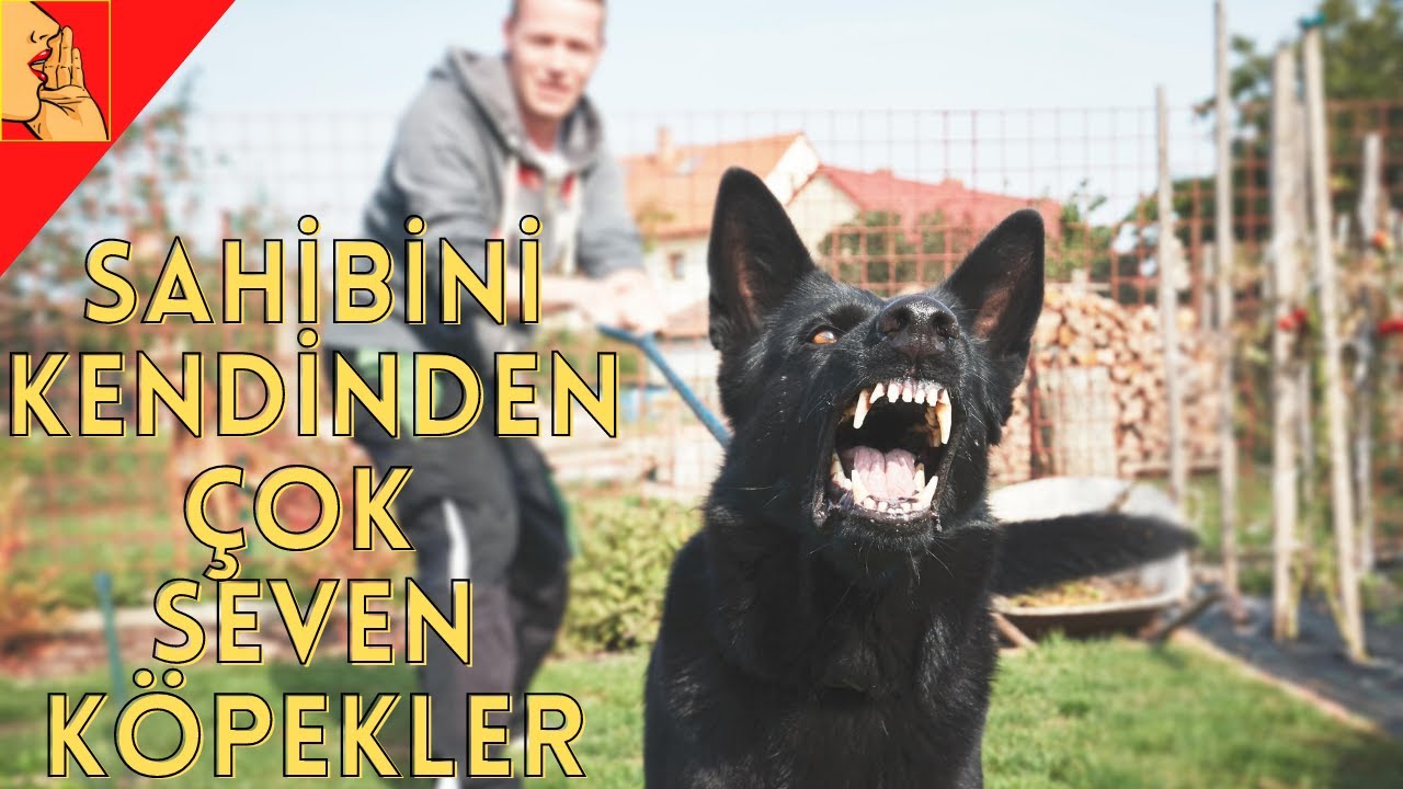 Sahibini Kendinden Daha Çok Seven 10 Köpek Cinsi #almankurdu #doberman #rottweiler