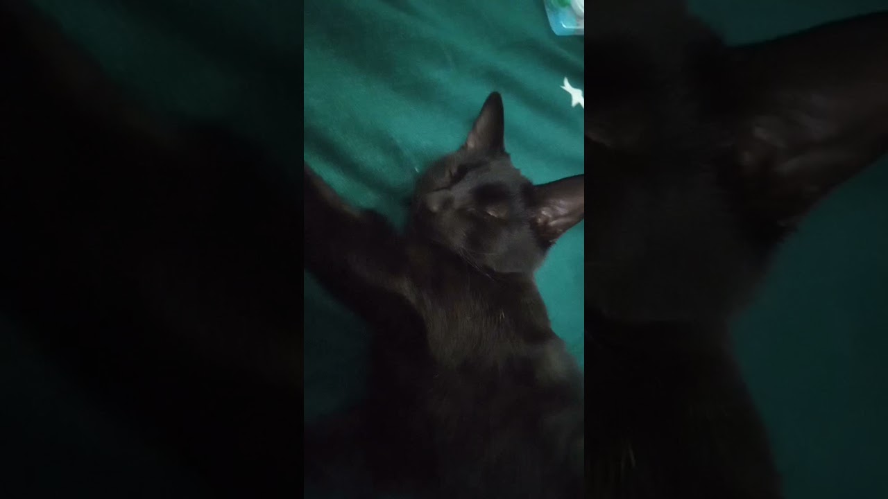 #sakacat
