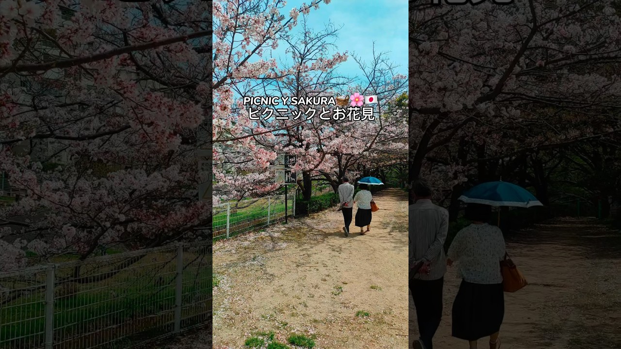 Sakura en Japón!! 🧺🌸 #kamisaji #kami #japon #japones #fyp #parati