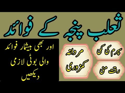 salab panja k fawaid ur us k istemal | jari botion ki pehchan ur un k fawaid [Urdu|Hindi]