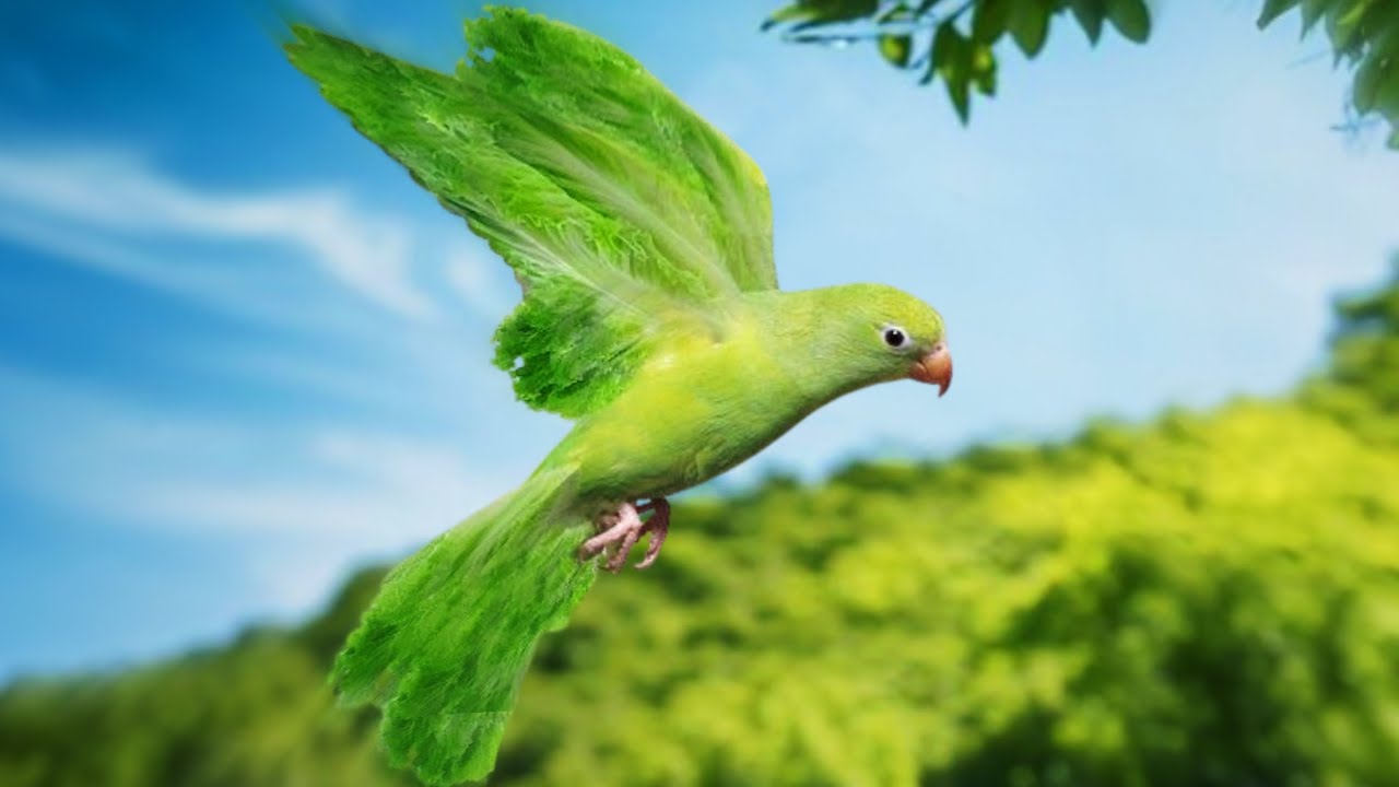 salad parrot