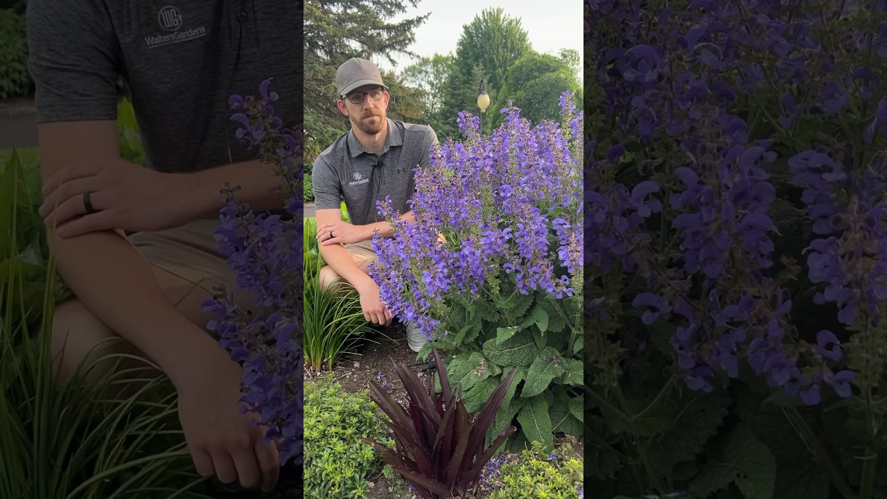 Salvia ‘Big Sky’ is new to the@ProvenWinnersYouTube perennial program for 2025😍 #plants #garden