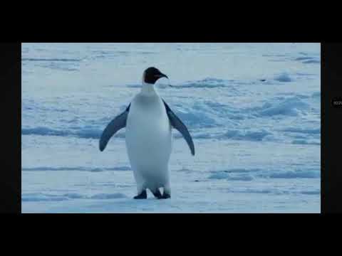 Same voice actor #3 #iago #aladdin #farceofthepenguins