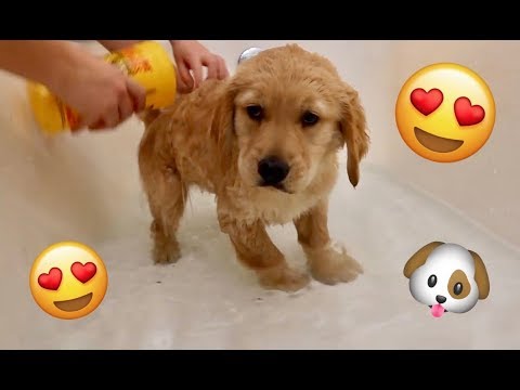 Sammie’s Very First Bath! 7 Week Old Golden Retriever Puppy! Sammie vs Bunny Surprise Playtime