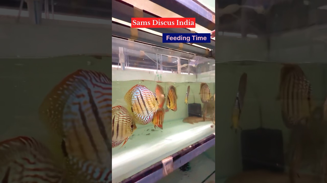 Sams Tropical Fish World 🇮🇳 Sams Discus India #discusfishtank #discusfish #freshwaterfish #fish