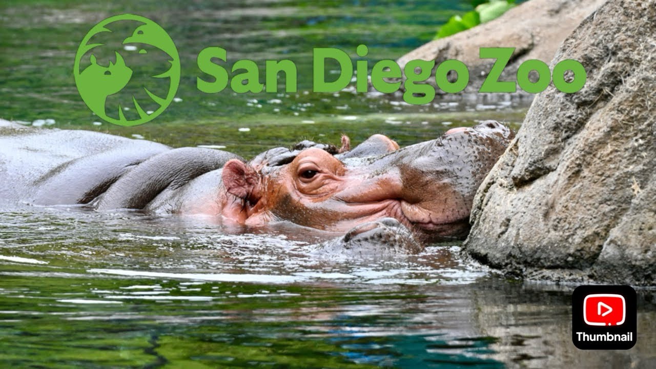 San Diego Zoo: State of the Zoo Summer 2025
