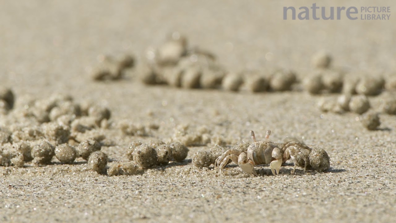 Sand bubbler crab feeding, filtering detritus and plankton from sand and discarding the processed sa