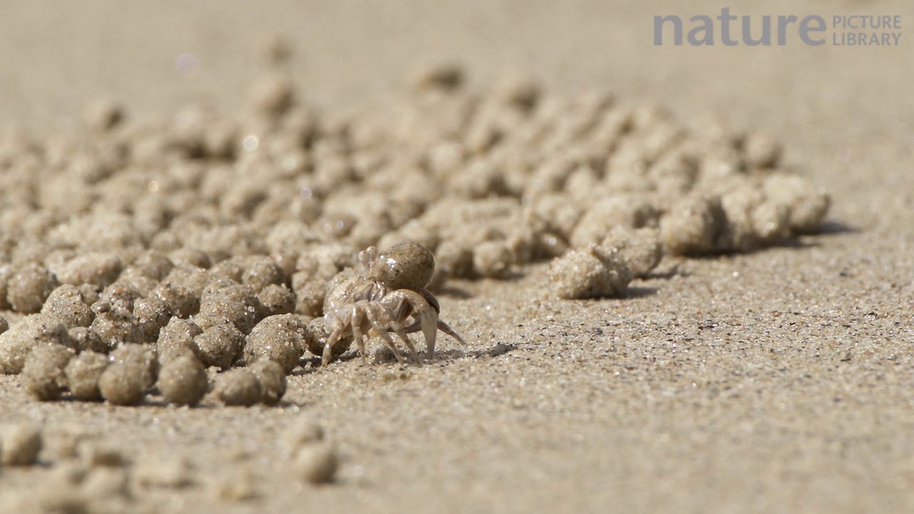 Sand bubbler crab feeding, filtering detritus and plankton from sand and discarding the processed sa