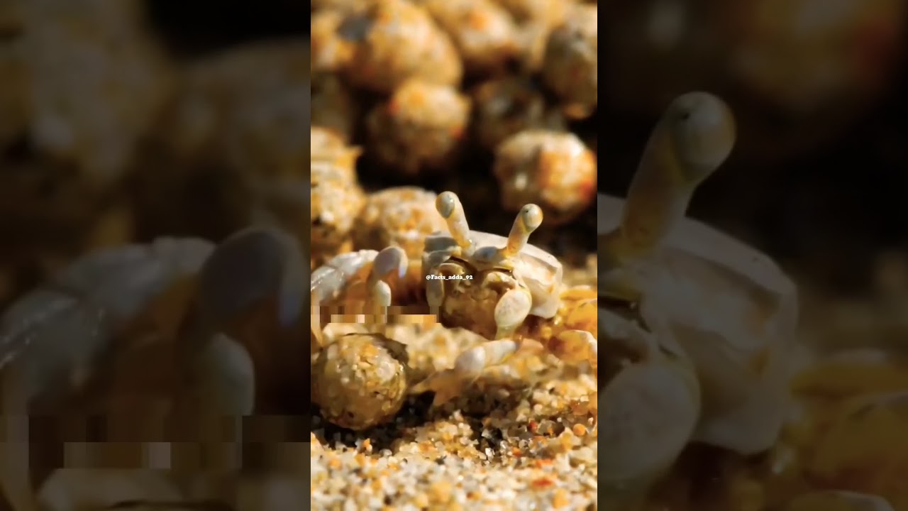 Sand bubbler crabs are crabs of the genera Scopimera and Dotilla in the family Dotillidae