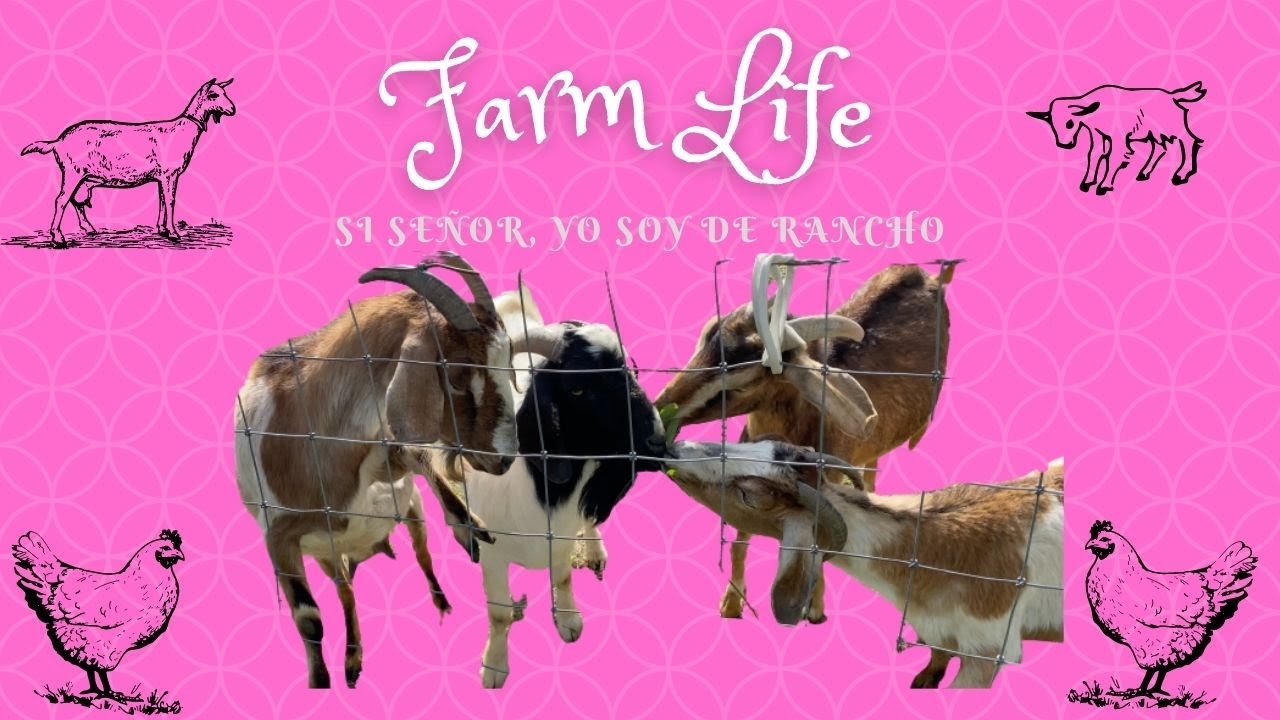 SandyFam Life on the Farm: The ‘scapegoat - Si Señor Soy De Rancho Feeling like Kylie La Gringa 😂