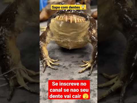 Sapos com dente 😱 ? #youtubeshorts #viral