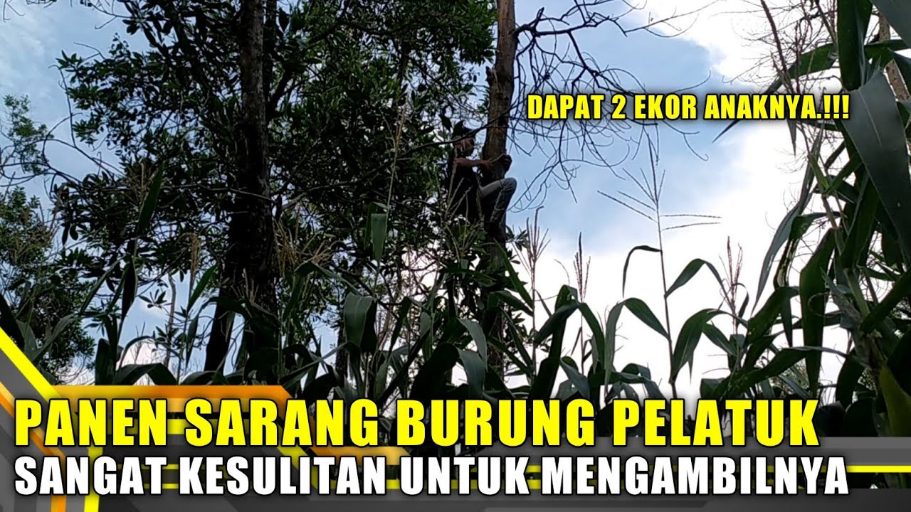 Sarang Burung Pelatuk Di Pohon Lapuk | Woodpecker's nest