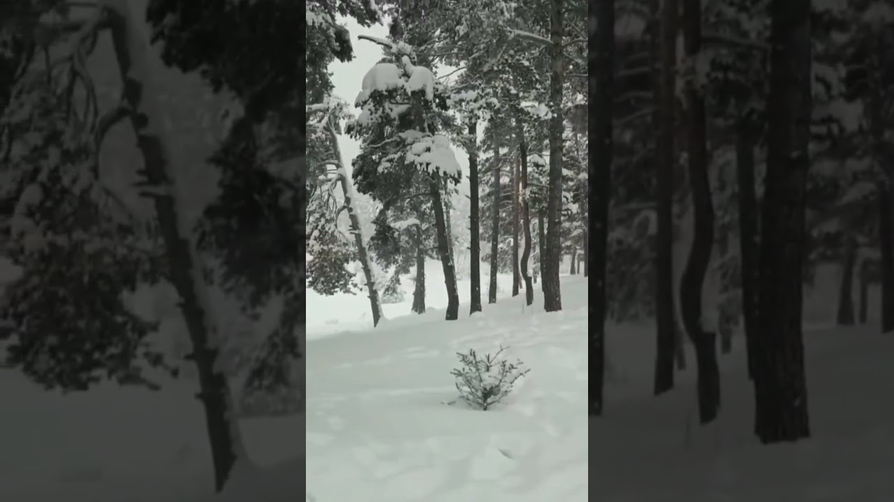 Sarıkamışa ilk kar yağdı❄️ #sarıkamış #kars #shortsvideo #shorts