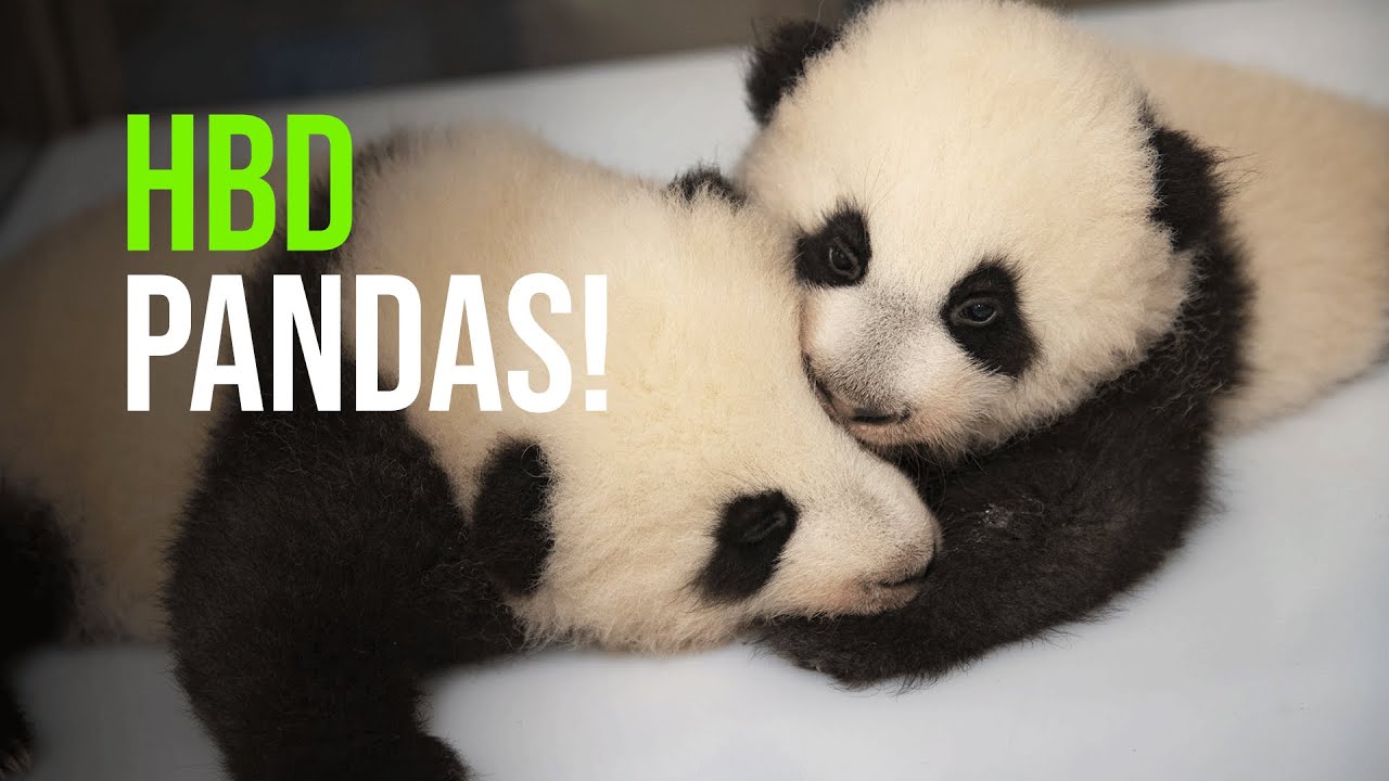 SAVE THE DATE: 1st Birthday Of Zooparc De Beauval’s Star Twins On Tuesday August 2!