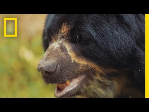 Saving South America’s Only Bear Species | National Geographic