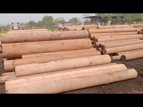 saw the straightest wood in the world. sawmills || woodworking