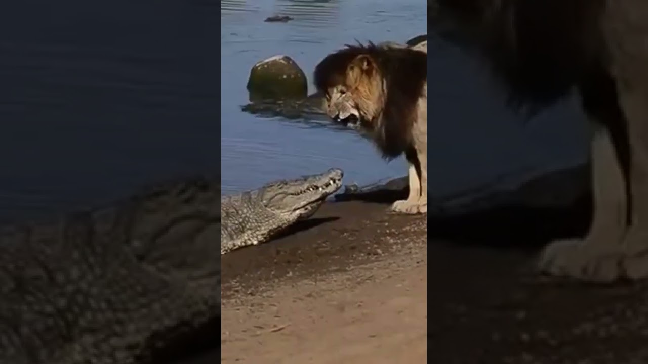 #scarface  vs #crocodile #lion #سكارفيس
