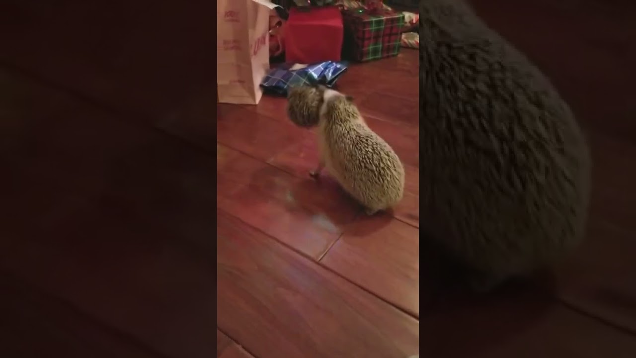 SCARY HOW HEDGIE BOO HEDGEHOG CARRIES HER BABIES 🤯🦔