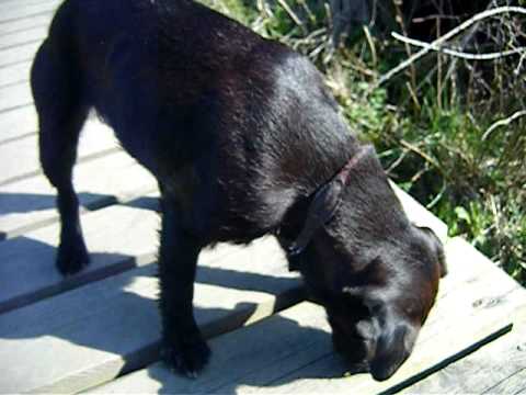 Scatty Ella Patterdale