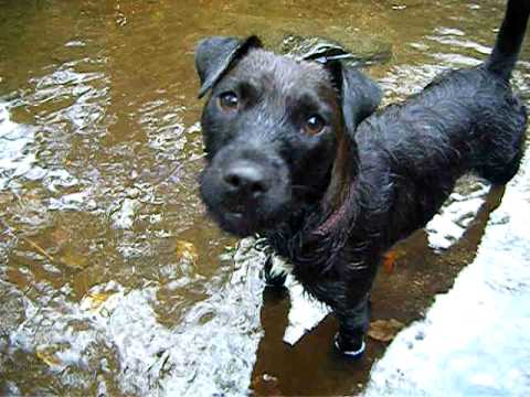 Scatty Ella. Patterdale