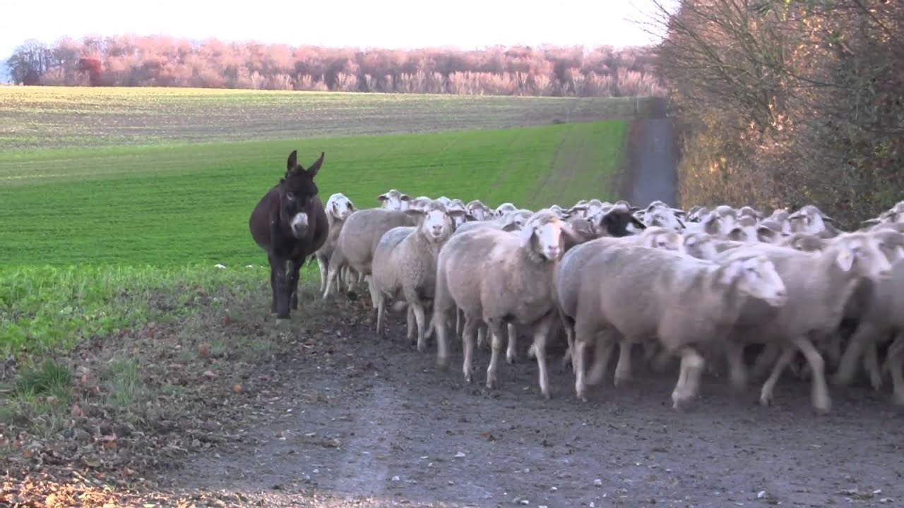 Schafherde auf dem Eichelberg