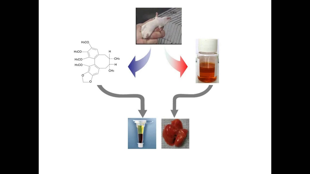 Schisandrin B/schisandrae fructus and hepatotoxicity - Video abstract [67518]