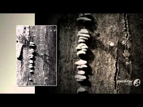 Schizophyllum commune - fungi kingdom