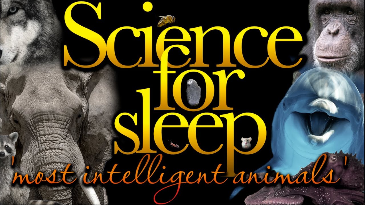 💤Science For Sleep💤'Most Intelligent Animals'💤Bedtime Story For Grown Ups💤Sleep Story