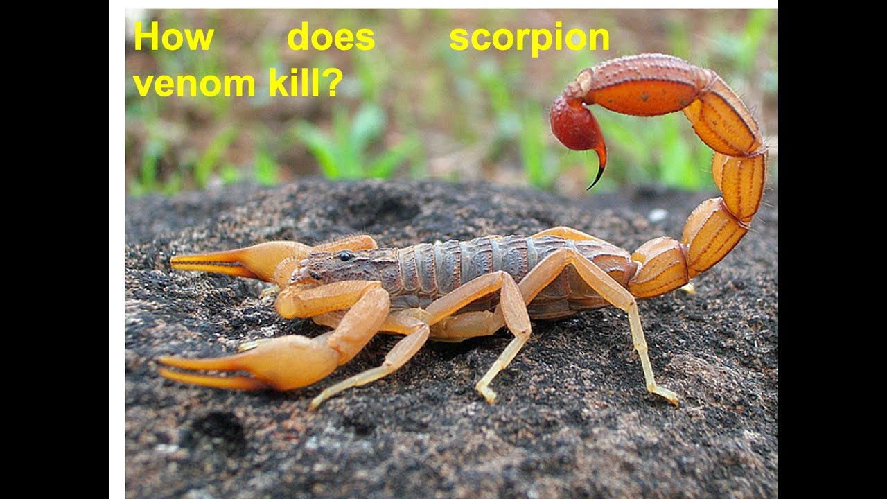 Scorpion Toxin | | Scorpion Venom | | Chlorotoxin | | Science Facts | | Life Science | |