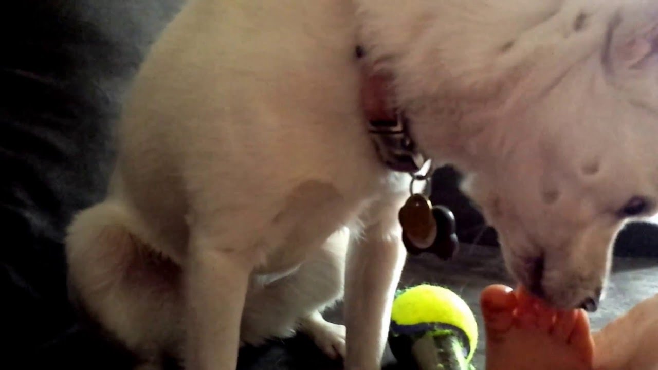 Scotia: Odd Dog Licking Feet