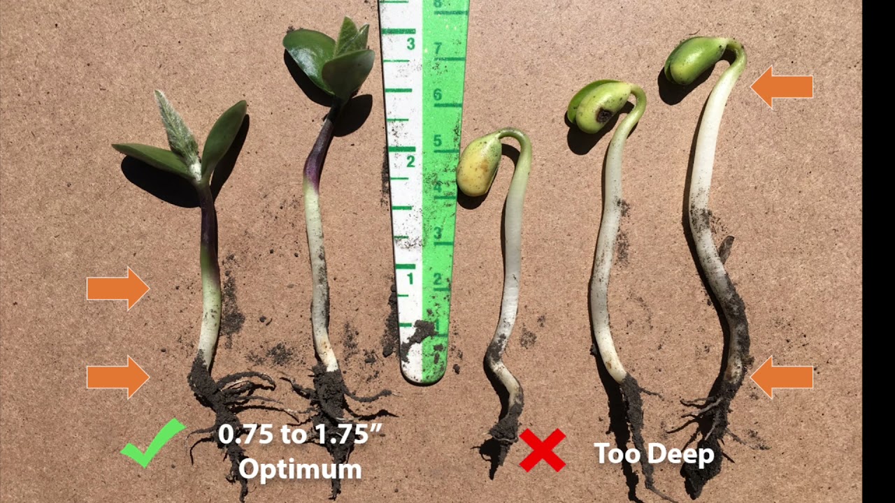 Scouting Sessions: Soybean Seed Depth