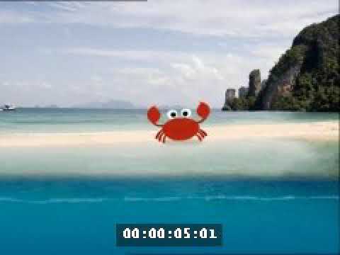 scuba dots fish