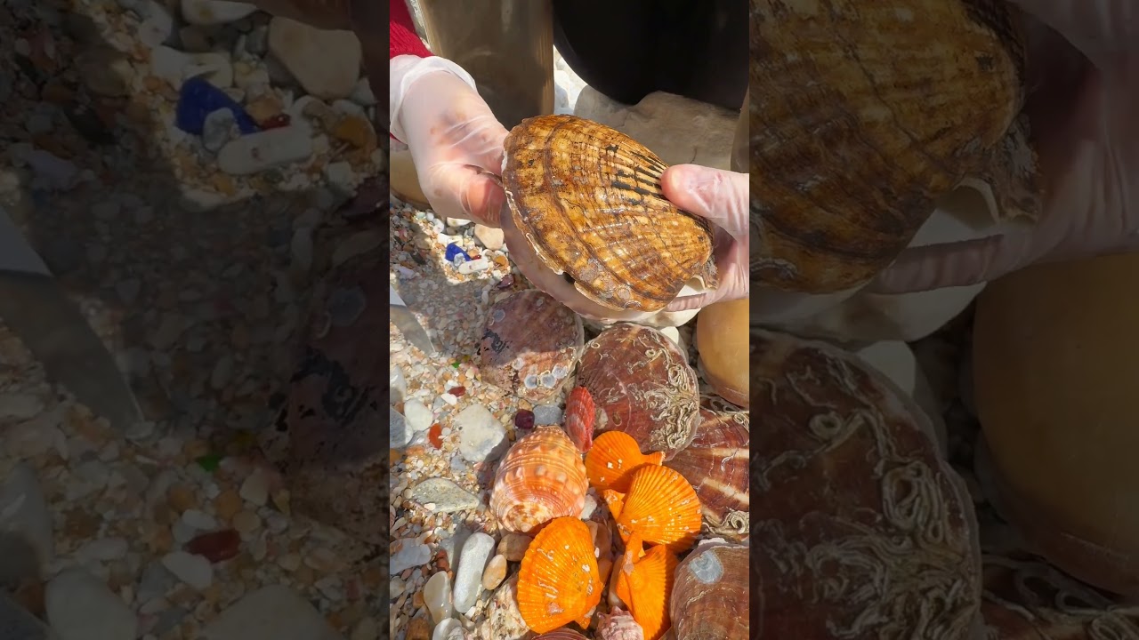 Sea Agate and Sea Crystal: Finding Hidden Treasures on the Shore and rare pearl
