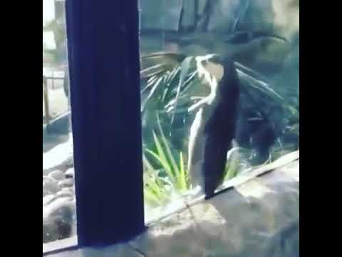 Sea otter dancing,  otter dancing to music, dancing otter