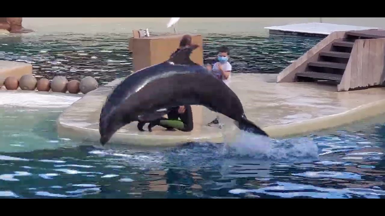SEA WORLD DOLPHIN SHOW PART 2 | SEAWORLD | SEAWORLD ORLANDO FLORIDA | DOLPHIN SHOW | DOLPHINS