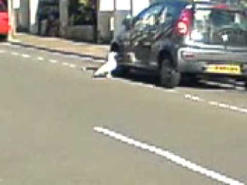 seagull shenanigans