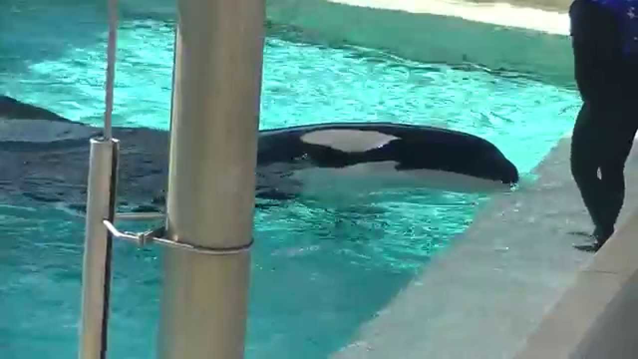 SeaWorld Trainers back in the water with the whales?!?! Sept 8 2014 Part 3