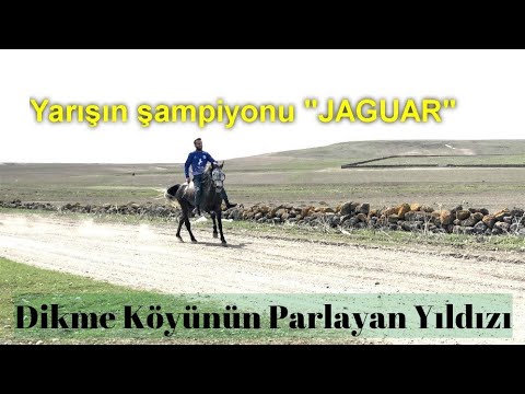 Selim At Yarışının Galibi Dikmeden JAGUAR 🏇
