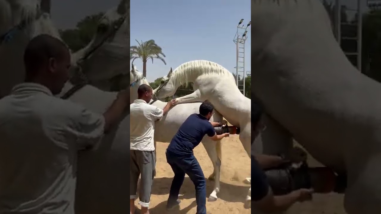 semen collection from horses ( stallions)