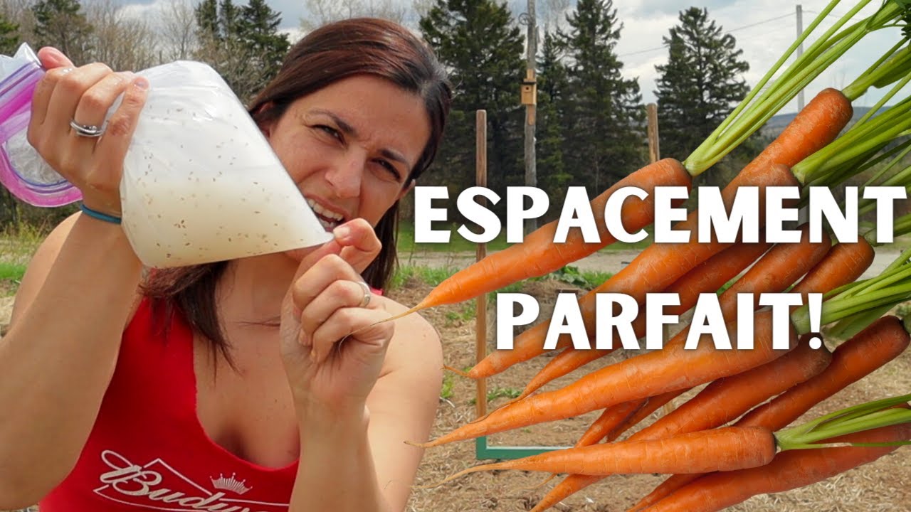 Semer carottes SANS SEMOIR espacement parfait sans éclaircir