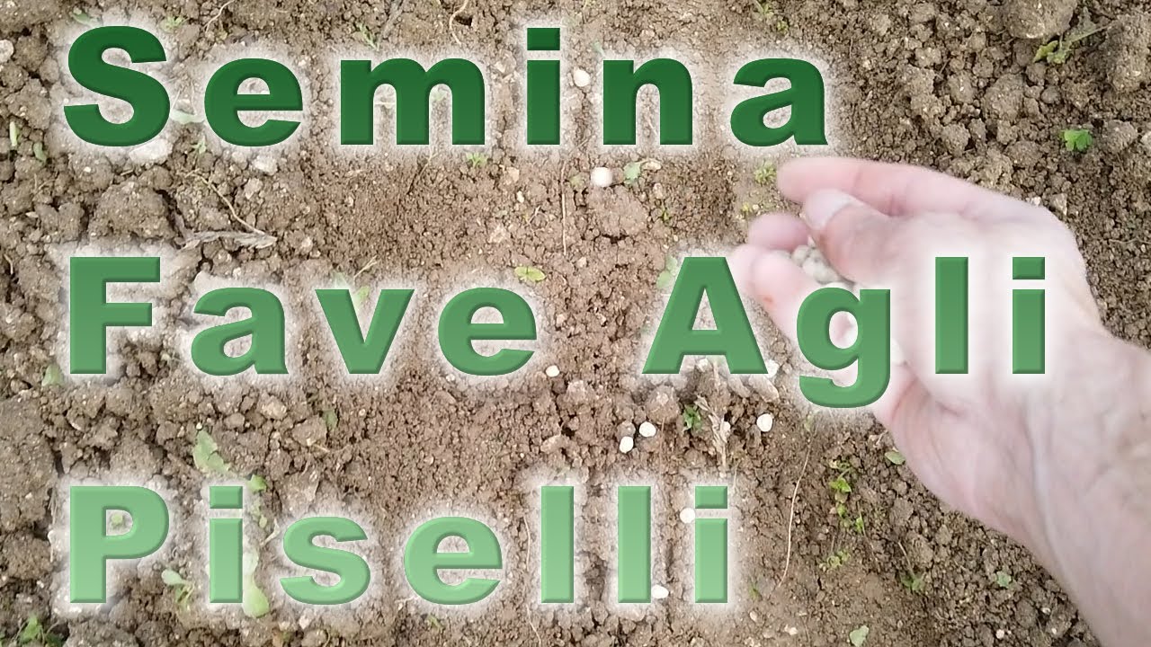 Semina Piselli Fave e Agli (Vita di Campagna - Storie dall'Appennino)