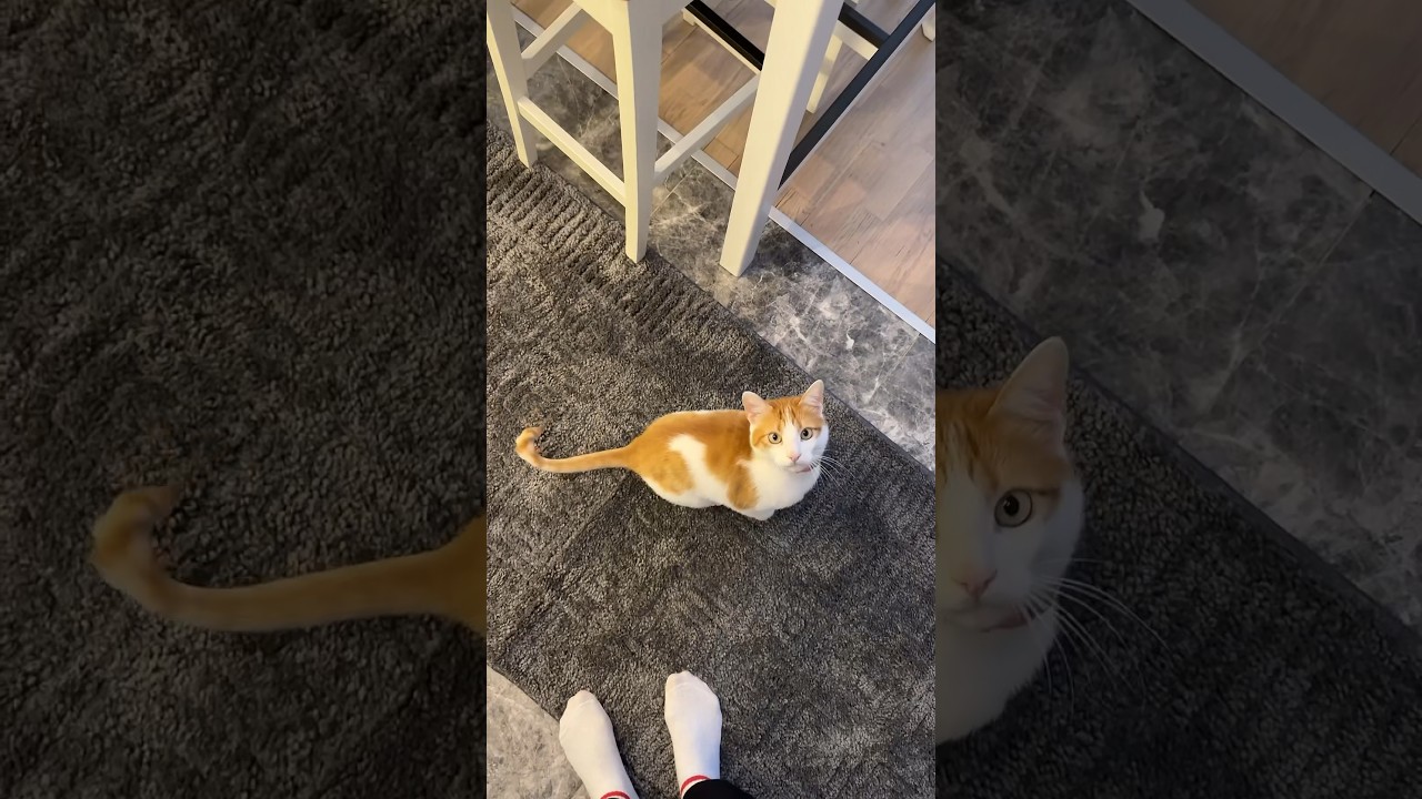 Semizotu için bu kadar da mırnavlanmaz yani 🤣🤣🤣 #funnyshorts #cat #funny #keşfetbeniöneçıkar
