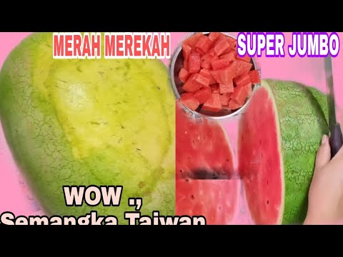 Semongko super jumbo nya Taiwan