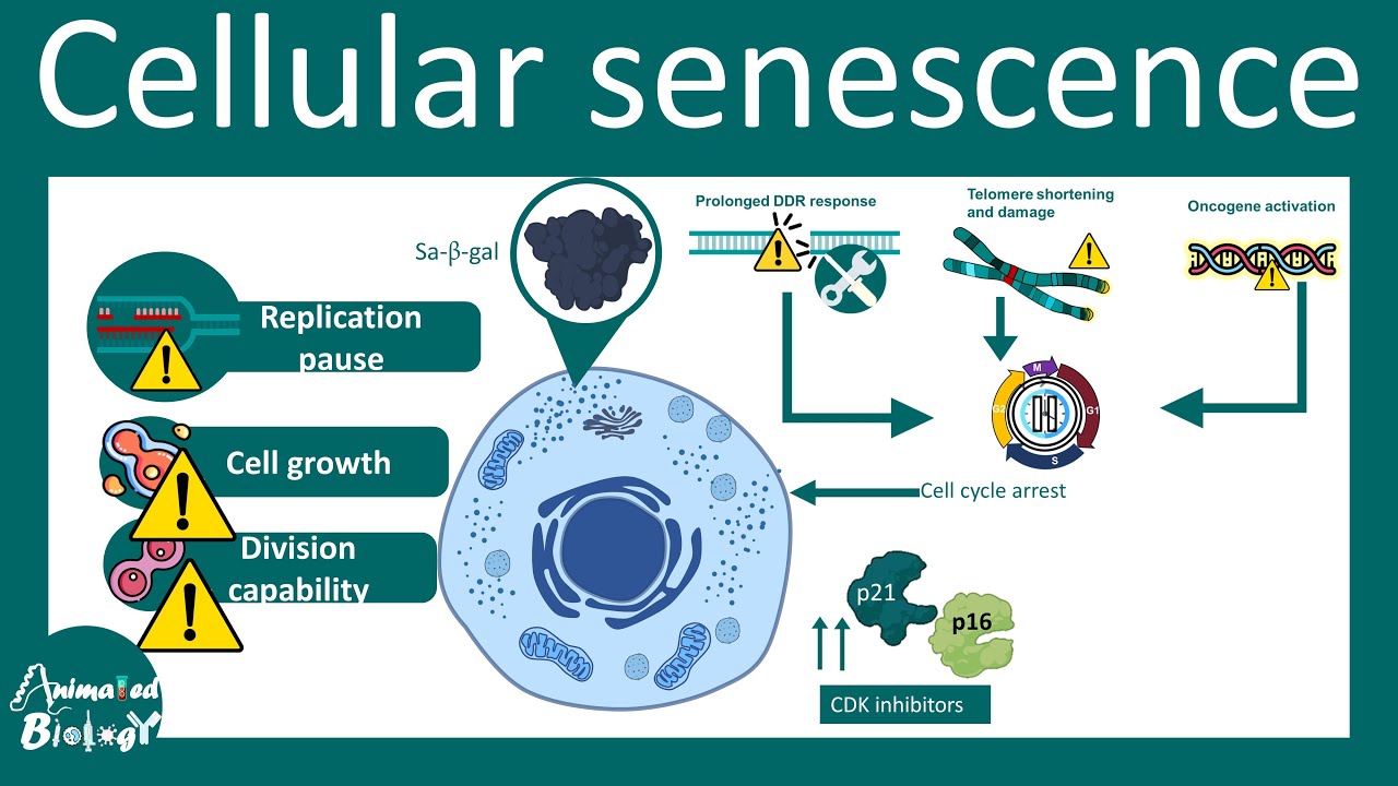 Senescence | Overview of Cell Senescence | hallmarks and inducers of Cell Senescence |  USMLE